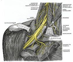 Trapped nerve osteopath